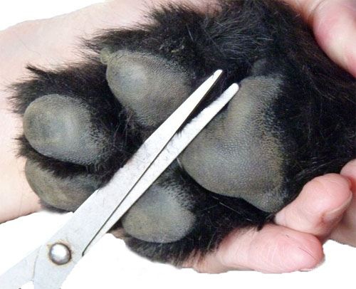 Trimming paws