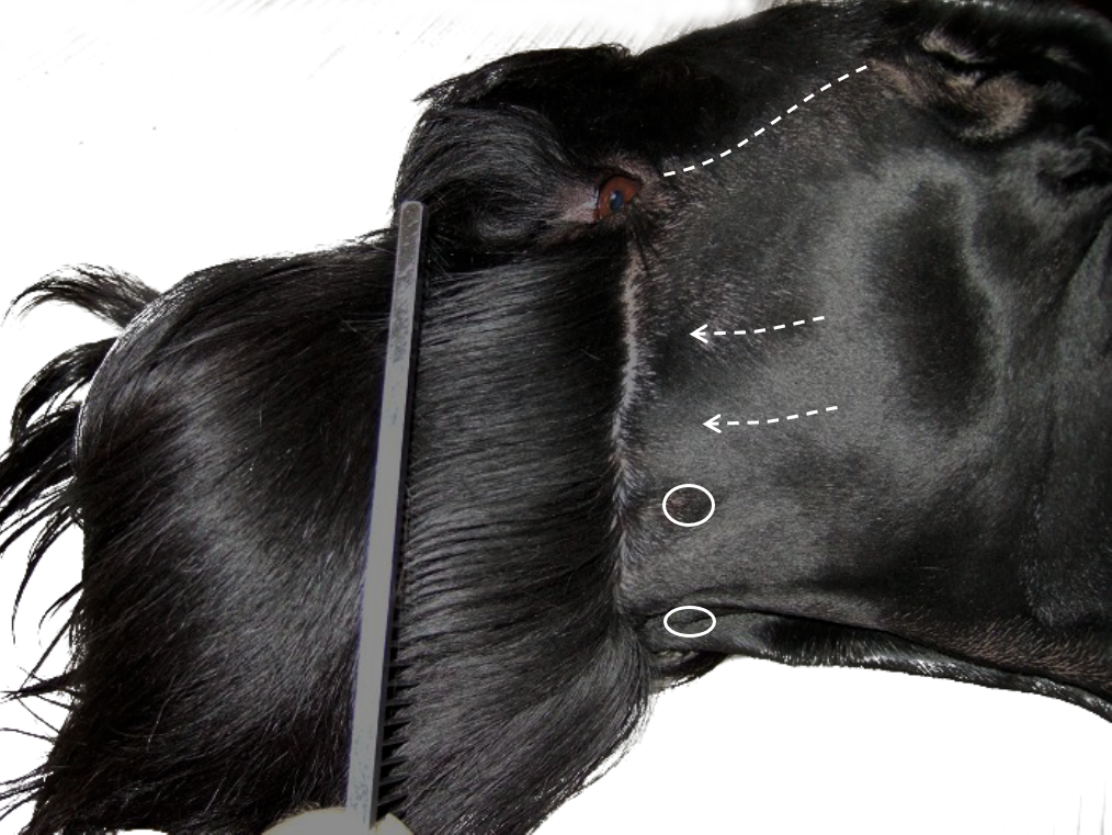 Giant Schnauzer clipping the head