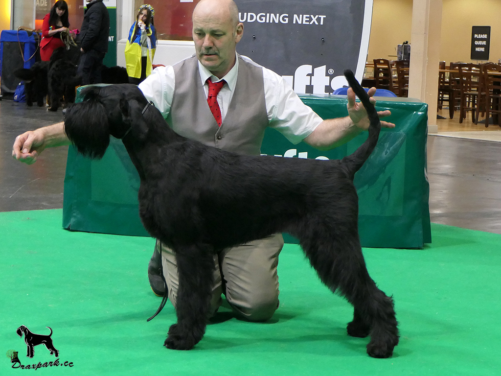 Crufts Best Bitch 2023