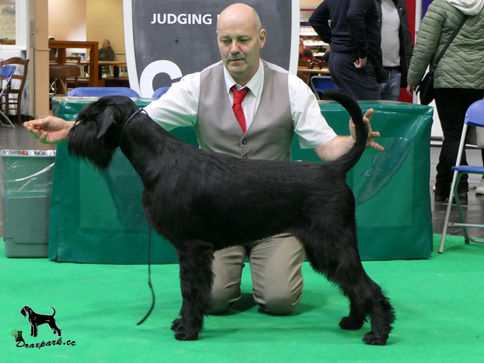 Crufts Reserve Best Bitch