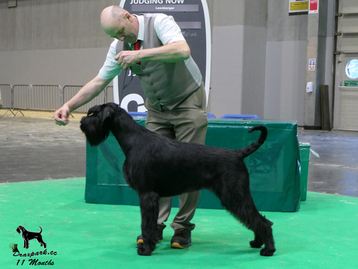 Crufts Best Puppy In Breed