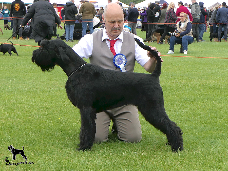 Ch Draxpark Dramaticus