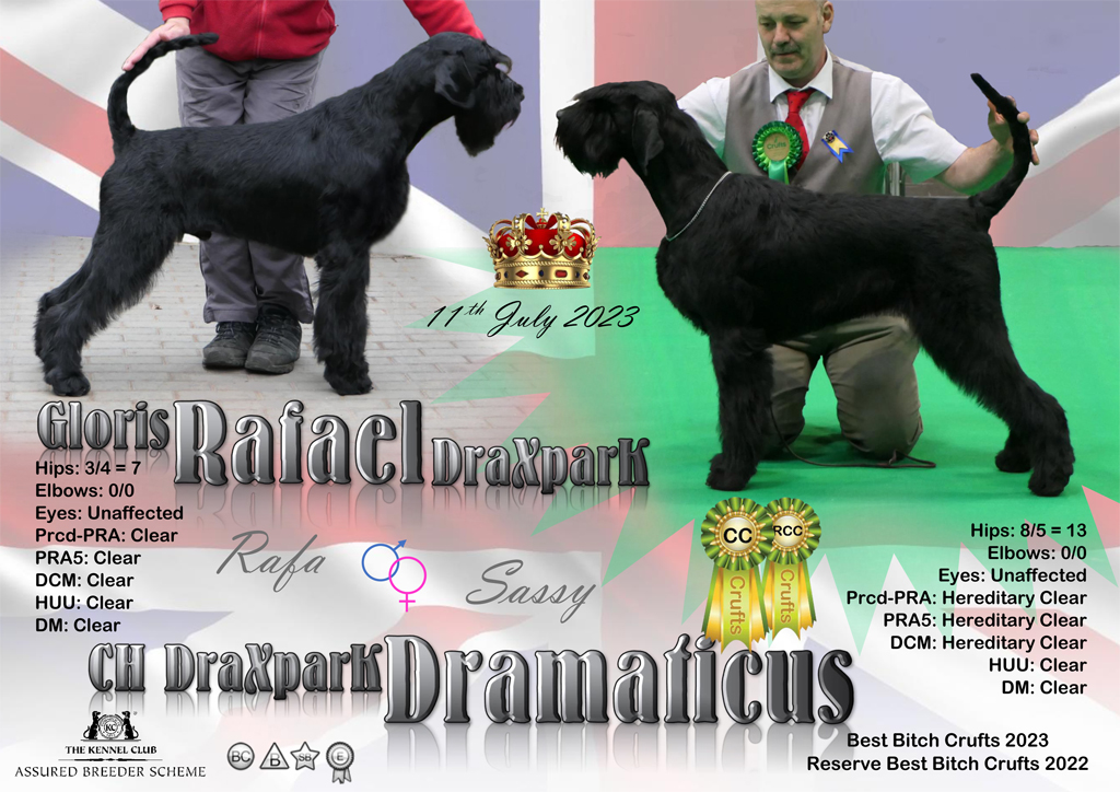 Giant Schnauzer puppies