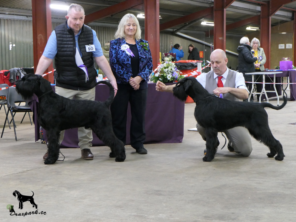 NSC Ch Show Best Bitch CC