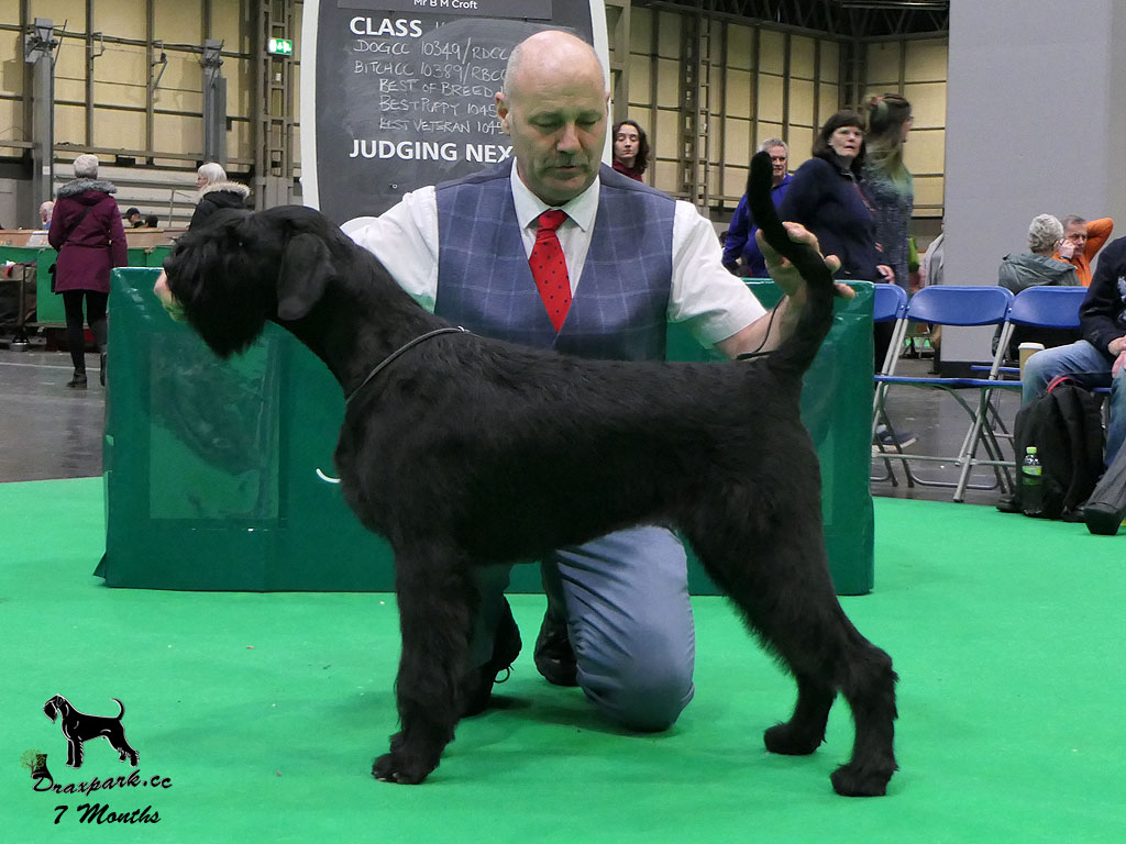 Crufts 2024 Best Puppy Bitch