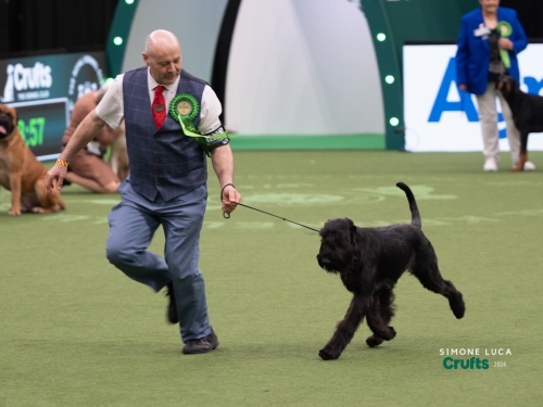 Reva BOB Crufts 2024