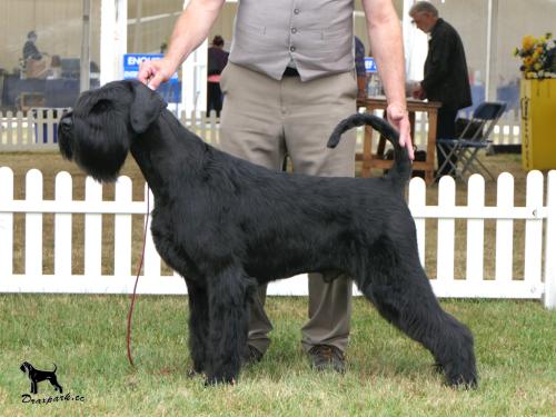 Best Dog CC Leeds Ch Show 2022