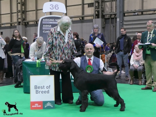 Reva BOB Crufts 2024