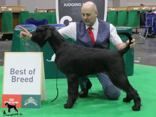 Reva BOB Crufts 2024