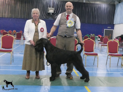 Dog CC, BOB & Reserve Best in Show SCGB 2023