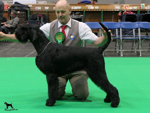 Sassy RCC Crufts 2022