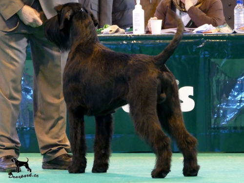 Crufts 2015