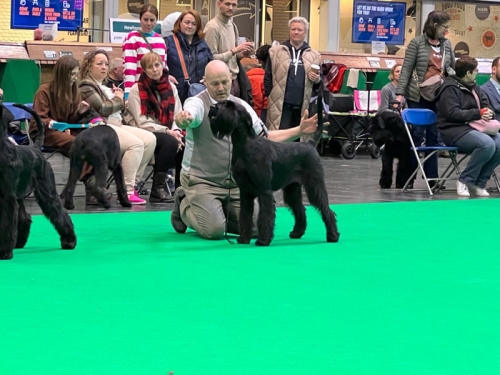 Draxpark Dramaticus Best Bitch Crufts 2023