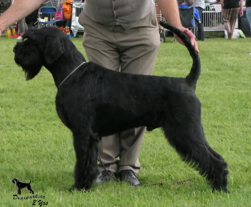 Rafa Reserve Best Dog Leeds 2021