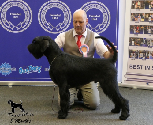 Rafa Best Puppy In Breed Manchester 2020