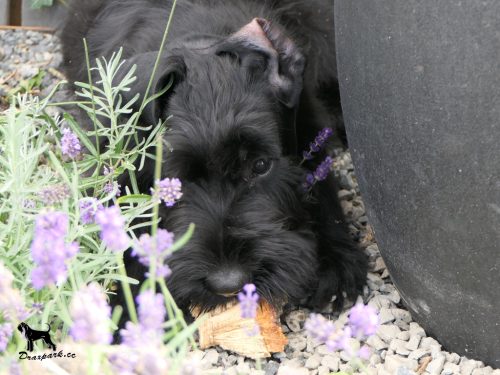 spice nearly16wks 2fb