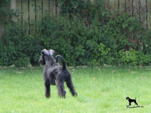 spice nearly16wks 3fb