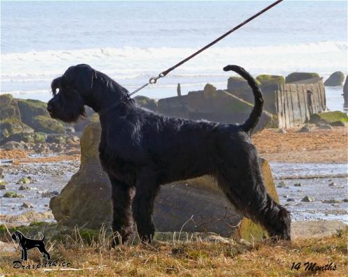 Zodiac Bridlington