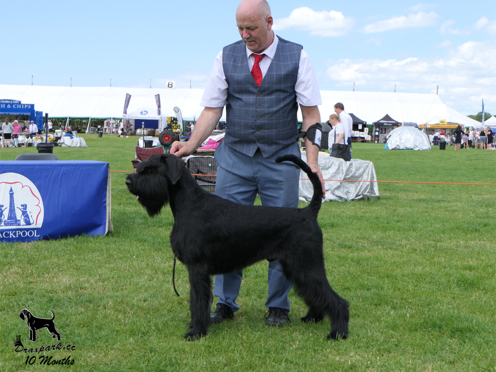 Blackpool 2026 Reserve Best Dog CC & Best Puppy